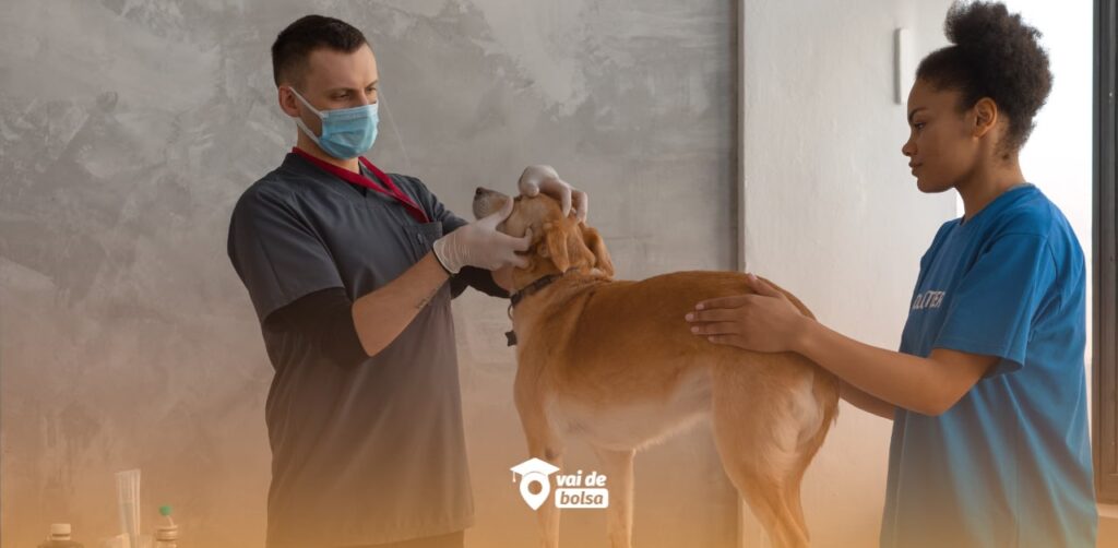 curso de Medicina Veterinária